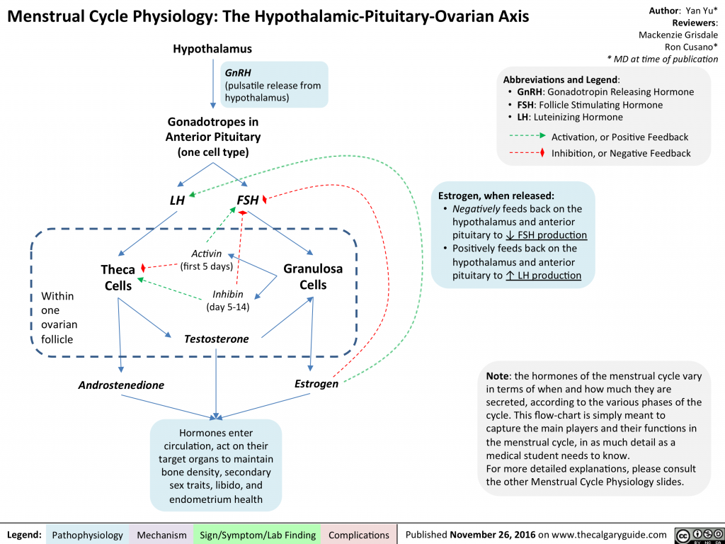 Menstrual Cycle Physiology: The Hypothalamic-Pituitary-Ovarian Axis ...