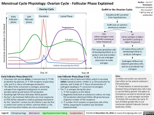 menstrual-cycle-physiology-ovarian-cycle-follicular-phase-explained
