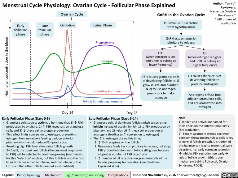 Menstrual Cycle Physiology Ovarian Cycle – Follicular Phase Explained