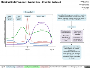 menstrual-cycle-physiology-ovarian-cycle-ovulation-explained