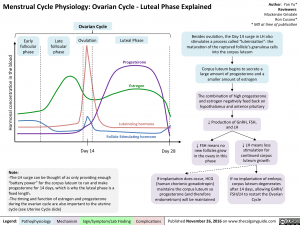 menstrual-cycle-physiology-ovarian-cycle-luteal-phase-explained