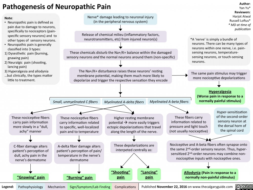Pathogenesis of Neuropathic Pain  Calgary Guide