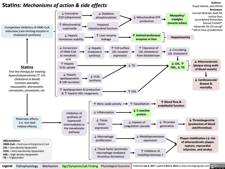 Statins: Mechanisms of Action and Side Effects | Calgary Guide