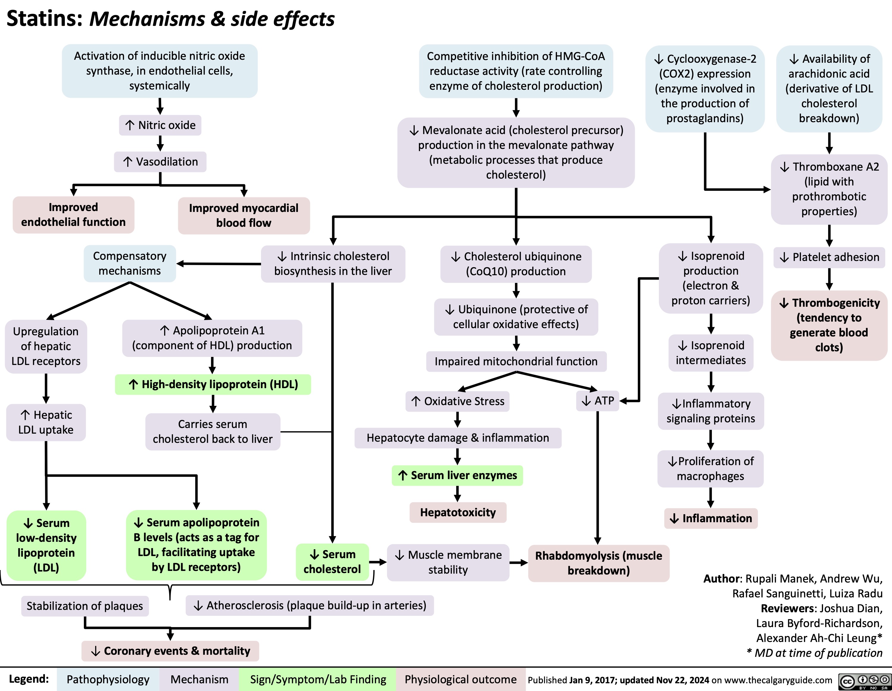 Statins: Mechanisms & side effects Activation of inducible nitric oxide
synthase, in endothelial cells, systemically
↑ Nitric oxide ↑ Vasodilation
Competitive inhibition of HMG-CoA reductase activity (rate controlling enzyme of cholesterol production)
↓ Mevalonate acid (cholesterol precursor) production in the mevalonate pathway (metabolic processes that produce cholesterol)
↓ Cholesterol ubiquinone (CoQ10) production
↓ Ubiquinone (protective of cellular oxidative effects)
Impaired mitochondrial function
↓ Cyclooxygenase-2 (COX2) expression (enzyme involved in the production of prostaglandins)
↓ Availability of
arachidonic acid (derivative of LDL cholesterol breakdown)
↓ Thromboxane A2 (lipid with prothrombotic properties)
↓ Platelet adhesion
↓ Thrombogenicity (tendency to generate blood clots)
              Improved endothelial function
Improved myocardial blood flow
↓ Intrinsic cholesterol biosynthesis in the liver
     Compensatory mechanisms
↓ Isoprenoid production (electron & proton carriers)
↓ Isoprenoid intermediates
↓Inflammatory signaling proteins
↓Proliferation of macrophages
↓ Inflammation
        Upregulation of hepatic LDL receptors
↑ Hepatic LDL uptake
↓ Serum low-density lipoprotein (LDL)
↑ Apolipoprotein A1 (component of HDL) production
↑ High-density lipoprotein (HDL) Carries serum
cholesterol back to liver
↓ Serum apolipoprotein B levels (acts as a tag for LDL, facilitating uptake by LDL receptors)
↑ Oxidative Stress Hepatocyte damage & inflammation ↑ Serum liver enzymes Hepatotoxicity
↓ ATP
                      ↓ Serum cholesterol
↓ Muscle membrane stability
Rhabdomyolysis (muscle breakdown)
Author: Rupali Manek, Andrew Wu, Rafael Sanguinetti, Luiza Radu Reviewers: Joshua Dian, Laura Byford-Richardson, Alexander Ah-Chi Leung* * MD at time of publication
   Stabilization of plaques
↓ Atherosclerosis (plaque build-up in arteries)
  ↓ Coronary events & mortality
 Legend:
 Pathophysiology
Mechanism
Sign/Symptom/Lab Finding
 Physiological outcome
 Published Jan 9, 2017; updated Nov 22, 2024 on www.thecalgaryguide.com
   