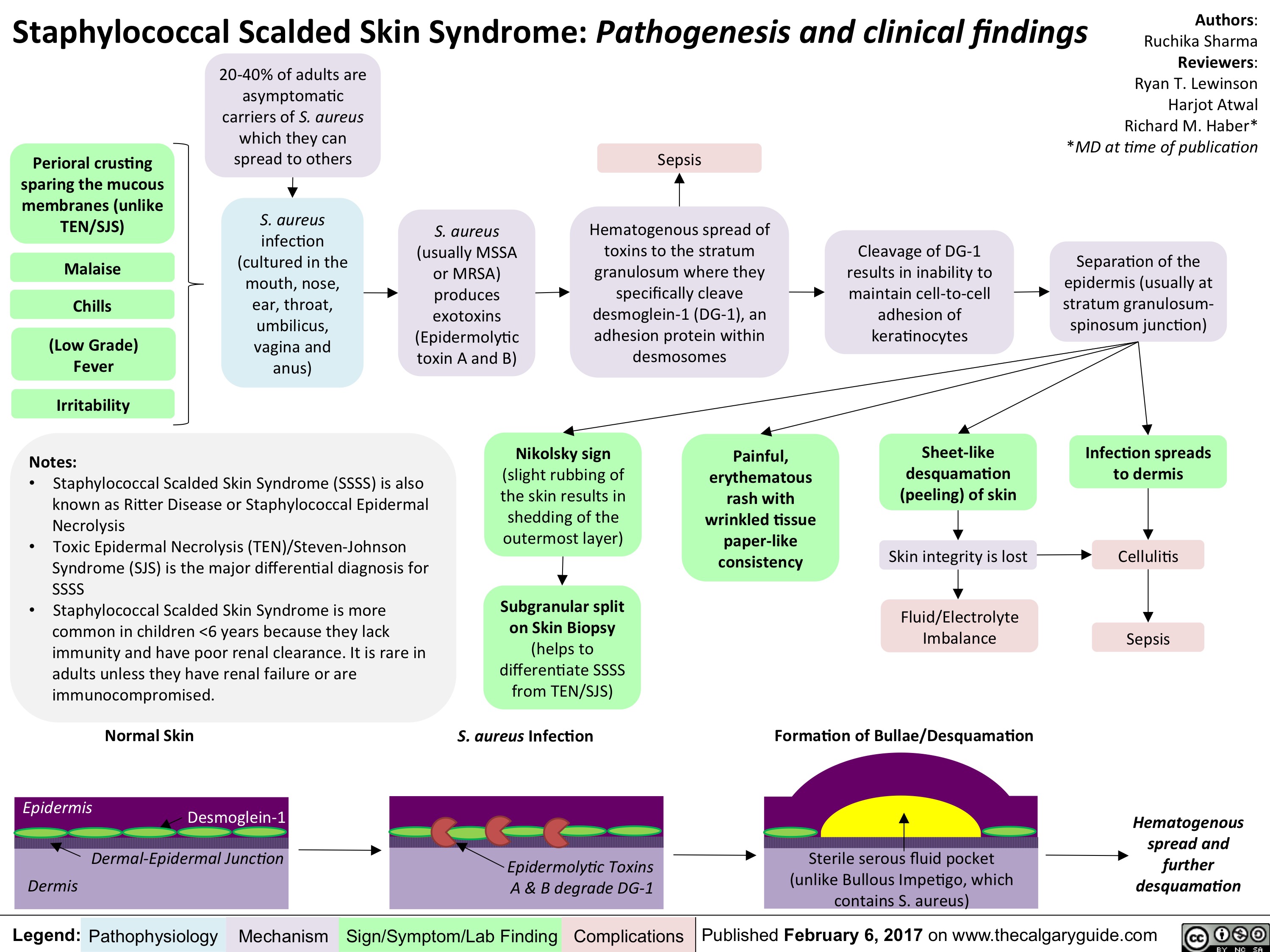 Staphylococcal Scalded Skin Syndrome Pathogenesis And Clinical