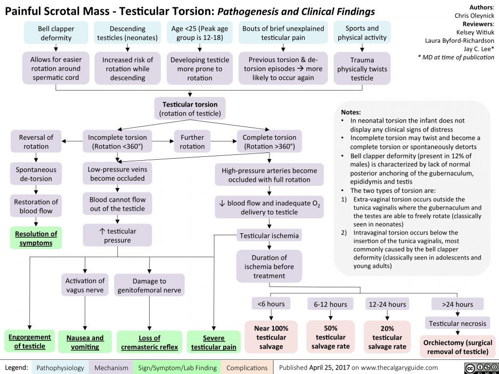 Torsio Testis Patofisiologi Diagnosis Penatalaksanaan Alomedika Porn