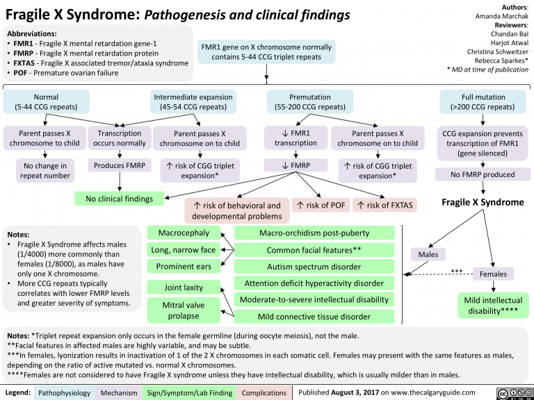 Fragile X Syndrome Epidemiology