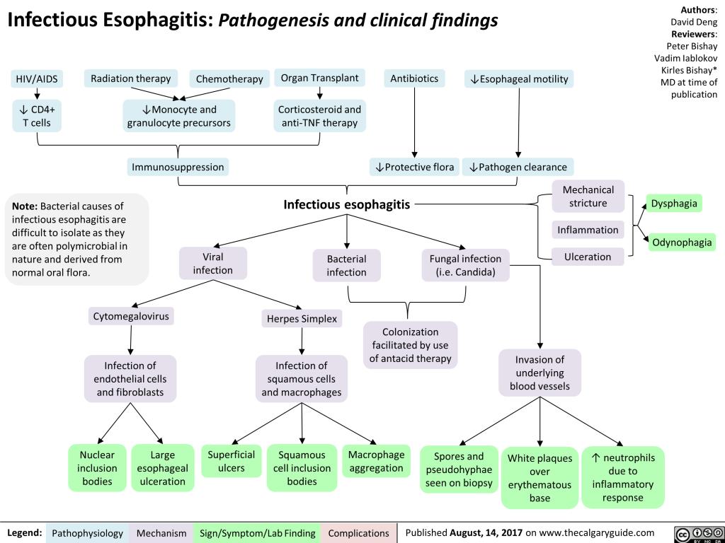 Infectious Esophagitis: Pathogenesis and clinical findings | Calgary Guide