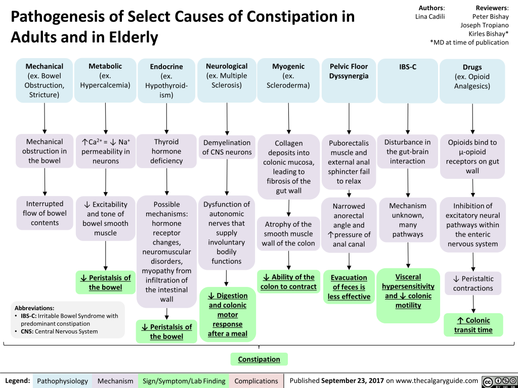 Pathogenesis of select causes of constipation in adults and in elderly
