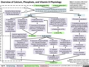 Overview of Calcium, Phosphate, and Vitamin D Physiology