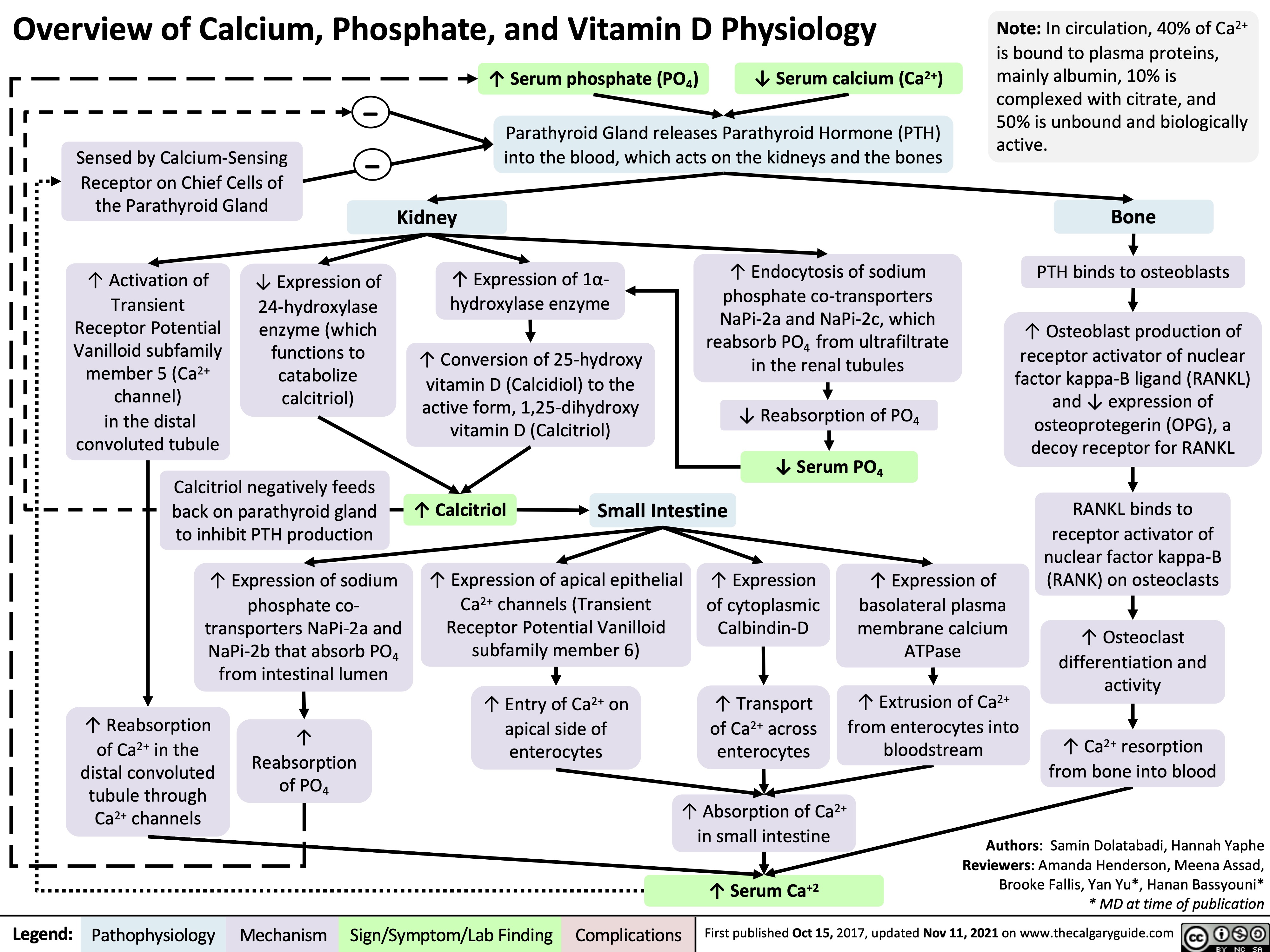 Overview of Calcium, Phosphate, and Vitamin D Physiology
Note: In circulation, 40% of Ca2+ is bound to plasma proteins, mainly albumin, 10% is complexed with citrate, and 50% is unbound and biologically active.
Bone
PTH binds to osteoblasts
↑ Osteoblast production of receptor activator of nuclear factor kappa-B ligand (RANKL) and ↓ expression of osteoprotegerin (OPG), a decoy receptor for RANKL
RANKL binds to receptor activator of nuclear factor kappa-B (RANK) on osteoclasts
↑ Osteoclast differentiation and activity
↑ Ca2+ resorption from bone into blood
           Sensed by Calcium-Sensing Receptor on Chief Cells of the Parathyroid Gland
− −
↑ Serum phosphate (PO4) ↓ Serum calcium (Ca2+)
Parathyroid Gland releases Parathyroid Hormone (PTH) into the blood, which acts on the kidneys and the bones
     Kidney
      ↑ Activation of Transient Receptor Potential Vanilloid subfamily member 5 (Ca2+ channel)
in the distal convoluted tubule
↓ Expression of 24-hydroxylase enzyme (which functions to catabolize calcitriol)
↑ Expression of 1α- hydroxylase enzyme
↑ Conversion of 25-hydroxy vitamin D (Calcidiol) to the
active form, 1,25-dihydroxy vitamin D (Calcitriol)
↑ Calcitriol       Small Intestine
↑ Endocytosis of sodium phosphate co-transporters NaPi-2a and NaPi-2c, which reabsorb PO4 from ultrafiltrate in the renal tubules
↓ Reabsorption of PO 4
↓ Serum PO
            Calcitriol negatively feeds back on parathyroid gland to inhibit PTH production
↑ Expression of sodium phosphate co- transporters NaPi-2a and NaPi-2b that absorb PO4 from intestinal lumen
4
       ↑ Expression of apical epithelial Ca2+ channels (Transient Receptor Potential Vanilloid subfamily member 6)
↑ Entry of Ca2+ on apical side of enterocytes
     ↑ Reabsorption of Ca2+ in the distal convoluted tubule through Ca2+ channels
↑ Reabsorption of PO
↑ Expression of cytoplasmic Calbindin-D
↑ Transport of Ca2+ across enterocytes
↑ Absorption of Ca2+ in small intestine
↑ Serum Ca+2
↑ Expression of basolateral plasma membrane calcium ATPase
↑ Extrusion of Ca2+ from enterocytes into bloodstream
    4
   Authors: Samin Dolatabadi, Hannah Yaphe Reviewers: Amanda Henderson, Meena Assad, Brooke Fallis, Yan Yu*, Hanan Bassyouni* * MD at time of publication
  Legend:
 Pathophysiology
 Mechanism
Sign/Symptom/Lab Finding
 Complications
 First published Oct 15, 2017, updated Nov 11, 2021 on www.thecalgaryguide.com
  