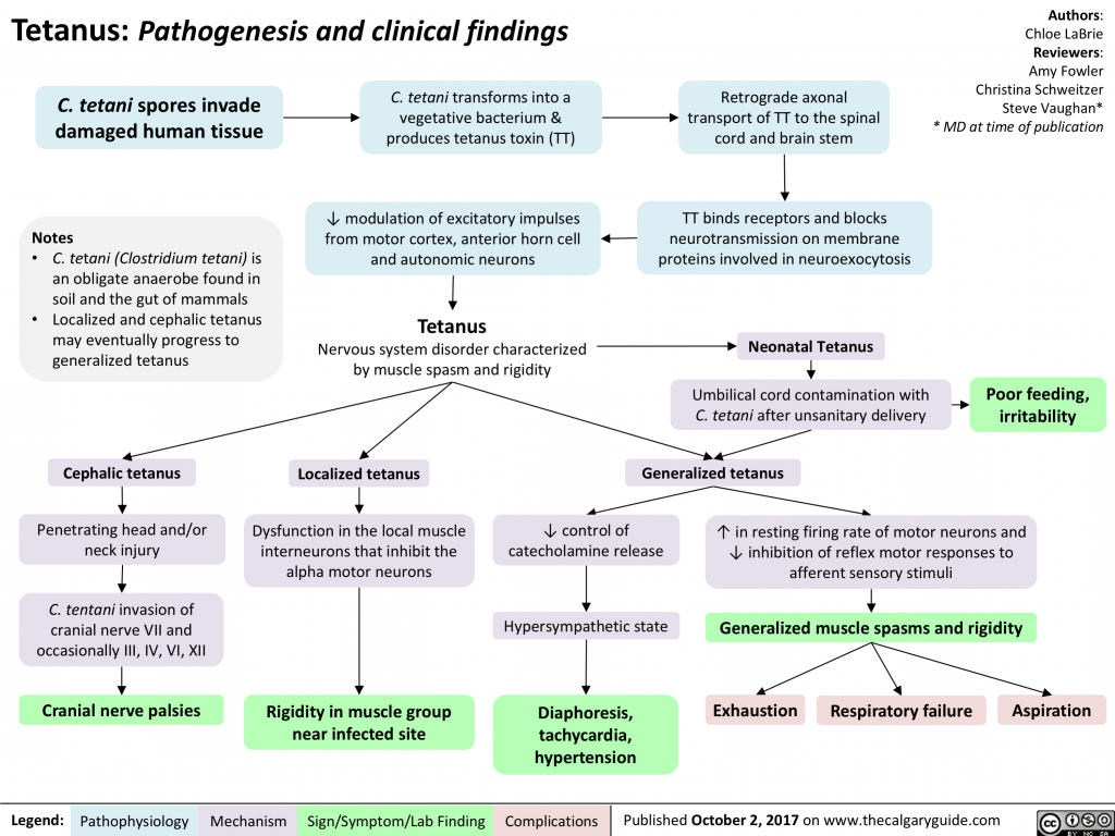 patofisiologi-tetanus