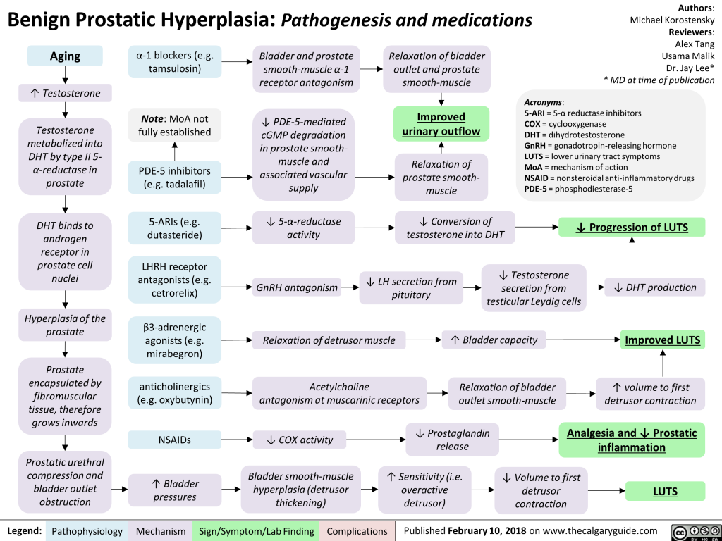 Benign Prostatic Hyperplasia: Pathogenesis and medications | Calgary Guide