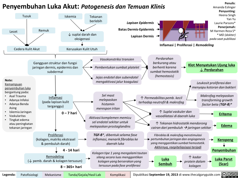 Penyembuhan Luka Akut Patogenesis Dan Temuan Klinis Calgary Guide