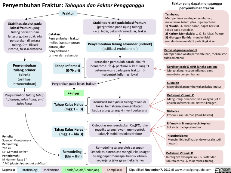 Penyembuhan Fraktur Tahapan Dan Faktor Pengganggu Calgary Guide