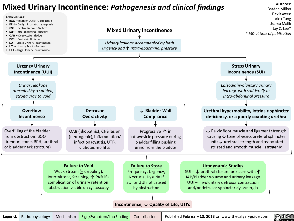 Mixed Urinary Incontinence: Pathogenesis And Clinical Findings ...