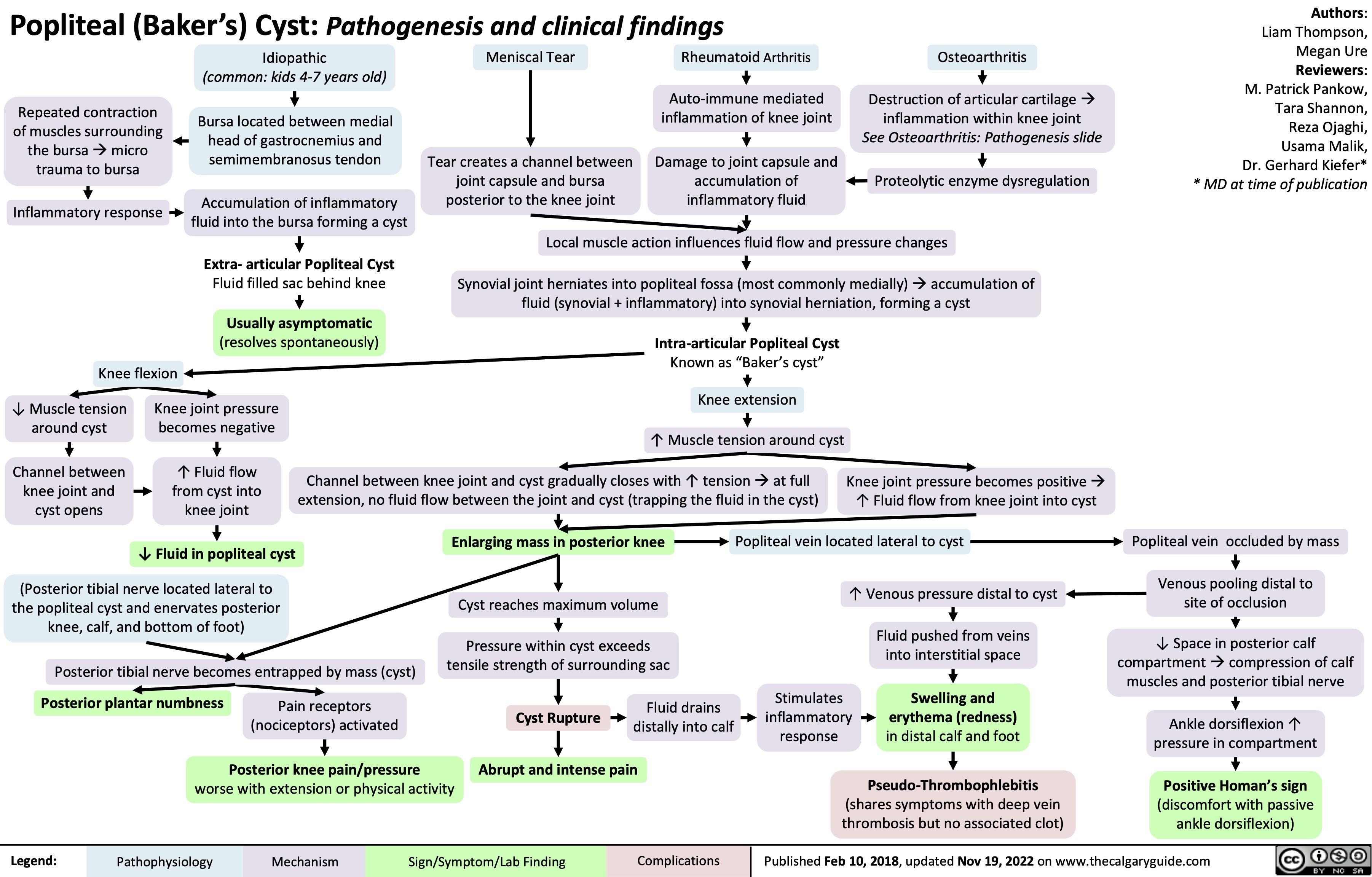 Popliteal (Baker’s) Cyst: Pathogenesis and clinical findings
Authors: Liam Thompson, Megan Ure Reviewers: M. Patrick Pankow, Tara Shannon, Reza Ojaghi, Usama Malik, Dr. Gerhard Kiefer* * MD at time of publication
        Repeated contraction of muscles surrounding the bursaàmicro trauma to bursa
Inflammatory response
Idiopathic
(common: kids 4-7 years old)
Bursa located between medial head of gastrocnemius and semimembranosus tendon
Accumulation of inflammatory fluid into the bursa forming a cyst
Meniscal Tear
Tear creates a channel between joint capsule and bursa posterior to the knee joint
Rheumatoid Arthritis
Auto-immune mediated inflammation of knee joint
Osteoarthritis
Destruction of articular cartilageà inflammation within knee joint See Osteoarthritis: Pathogenesis slide
   Damage to joint capsule and accumulation of inflammatory fluid
 Proteolytic enzyme dysregulation Local muscle action influences fluid flow and pressure changes
    Extra- articular Popliteal Cyst
Fluid filled sac behind knee
Usually asymptomatic
(resolves spontaneously)
Synovial joint herniates into popliteal fossa (most commonly medially)àaccumulation of fluid (synovial + inflammatory) into synovial herniation, forming a cyst
    Knee flexion
Intra-articular Popliteal Cyst
Known as “Baker’s cyst”
Knee extension
↑ Muscle tension around cyst
Channel between knee joint and cyst gradually closes with ↑ tensionàat full extension, no fluid flow between the joint and cyst (trapping the fluid in the cyst)
     ↓ Muscle tension around cyst
Channel between knee joint and cyst opens
Knee joint pressure becomes negative
↑ Fluid flow from cyst into knee joint
↓ Fluid in popliteal cyst
Knee joint pressure becomes positiveà ↑ Fluid flow from knee joint into cyst
                (Posterior tibial nerve located lateral to the popliteal cyst and enervates posterior knee, calf, and bottom of foot)
Posterior tibial nerve becomes entrapped by mass (cyst)
Enlarging mass in posterior knee
Cyst reaches maximum volume
Pressure within cyst exceeds tensile strength of surrounding sac
Fluid drains distally into calf
Popliteal vein located lateral to cyst
↑ Venous pressure distal to cyst
Popliteal vein occluded by mass
Venous pooling distal to site of occlusion
↓ Space in posterior calf compartmentàcompression of calf muscles and posterior tibial nerve
Ankle dorsiflexion ↑ pressure in compartment
Positive Homan’s sign
(discomfort with passive ankle dorsiflexion)
              Posterior plantar numbness
Pain receptors (nociceptors) activated
Posterior knee pain/pressure
Cyst Rupture Abrupt and intense pain
Stimulates inflammatory response
Fluid pushed from veins into interstitial space
Swelling and erythema (redness) in distal calf and foot
Pseudo-Thrombophlebitis
       worse with extension or physical activity
(shares symptoms with deep vein thrombosis but no associated clot)
 Legend:
 Pathophysiology
Mechanism
 Sign/Symptom/Lab Finding
 Complications
 Published Feb 10, 2018, updated Nov 19, 2022 on www.thecalgaryguide.com
  
