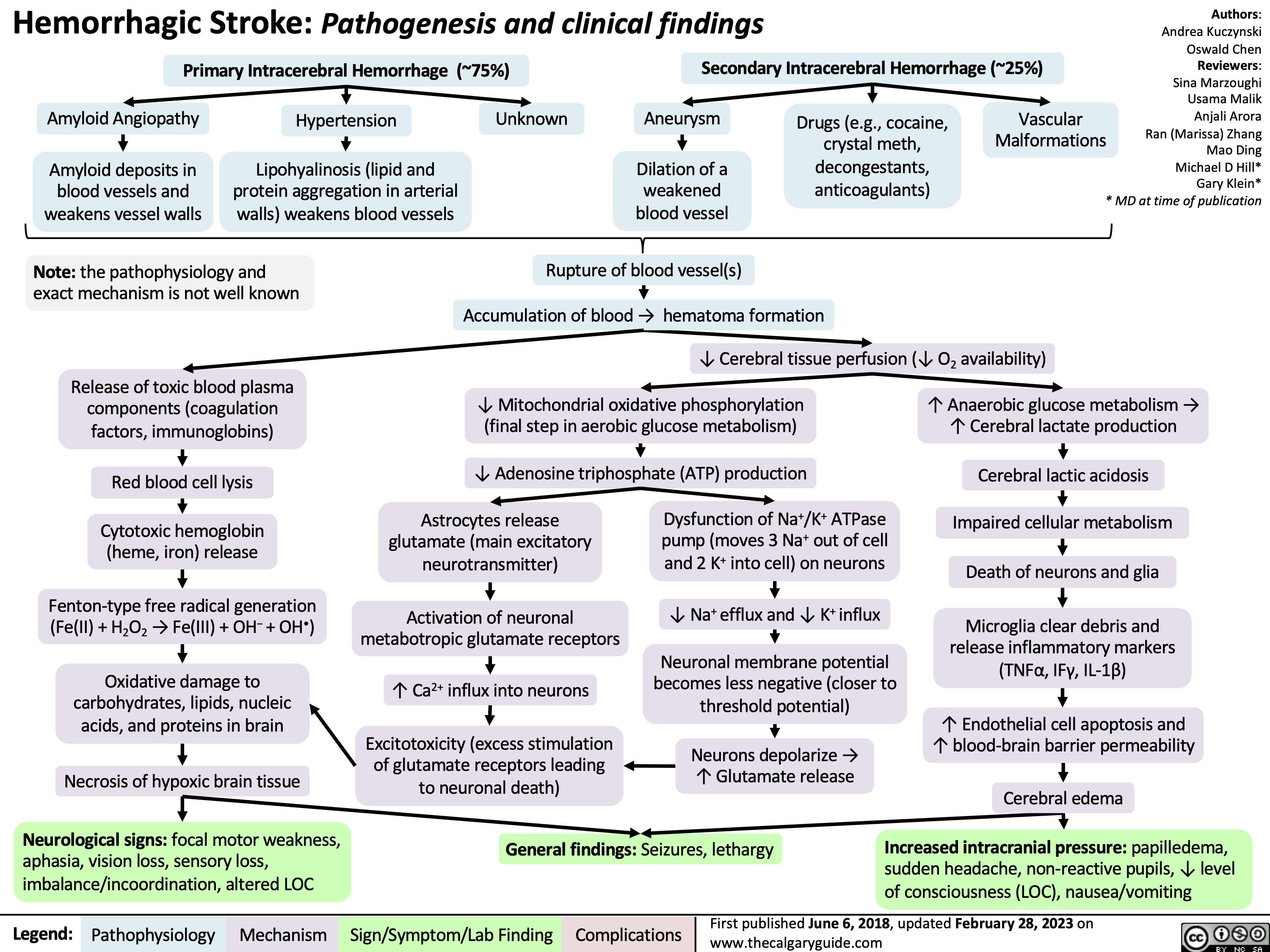 Hemorrhagic Stroke: Pathogenesis and clinical findings
Authors: Andrea Kuczynski Oswald Chen Reviewers: Sina Marzoughi Usama Malik Anjali Arora Ran (Marissa) Zhang Mao Ding Michael D Hill* Gary Klein* * MD at time of publication
  Primary Intracerebral Hemorrhage (~75%)
Secondary Intracerebral Hemorrhage (~25%)
        Amyloid Angiopathy
Amyloid deposits in blood vessels and weakens vessel walls
Hypertension
Lipohyalinosis (lipid and protein aggregation in arterial walls) weakens blood vessels
Unknown
Aneurysm
Dilation of a weakened blood vessel
Drugs (e.g., cocaine, crystal meth, decongestants, anticoagulants)
Vascular Malformations
      Note: the pathophysiology and exact mechanism is not well known
Release of toxic blood plasma components (coagulation factors, immunoglobins)
Red blood cell lysis
Cytotoxic hemoglobin (heme, iron) release
Fenton-type free radical generation (Fe(II) + H2O2 → Fe(III) + OH− + OH•)
Oxidative damage to carbohydrates, lipids, nucleic acids, and proteins in brain
Necrosis of hypoxic brain tissue
Neurological signs: focal motor weakness, aphasia, vision loss, sensory loss, imbalance/incoordination, altered LOC
Rupture of blood vessel(s) Accumulation of blood → hematoma formation
    ↓ Cerebral tissue perfusion (↓ O2 availability)
     ↓ Mitochondrial oxidative phosphorylation (final step in aerobic glucose metabolism)
↓ Adenosine triphosphate (ATP) production
↑ Anaerobic glucose metabolism → ↑ Cerebral lactate production
Cerebral lactic acidosis Impaired cellular metabolism Death of neurons and glia
Microglia clear debris and release inflammatory markers (TNFα, IFγ, IL-1β)
↑ Endothelial cell apoptosis and ↑ blood-brain barrier permeability
Cerebral edema
Increased intracranial pressure: papilledema, sudden headache, non-reactive pupils, ↓ level of consciousness (LOC), nausea/vomiting
        Astrocytes release glutamate (main excitatory neurotransmitter)
Activation of neuronal metabotropic glutamate receptors
↑ Ca2+ influx into neurons
Excitotoxicity (excess stimulation of glutamate receptors leading to neuronal death)
Dysfunction of Na+/K+ ATPase pump (moves 3 Na+ out of cell and 2 K+ into cell) on neurons
↓ Na+ efflux and ↓ K+ influx
Neuronal membrane potential becomes less negative (closer to threshold potential)
Neurons depolarize → ↑ Glutamate release
                    General findings: Seizures, lethargy
 Legend:
 Pathophysiology
 Mechanism
Sign/Symptom/Lab Finding
 Complications
First published June 6, 2018, updated February 28, 2023 on www.thecalgaryguide.com
   