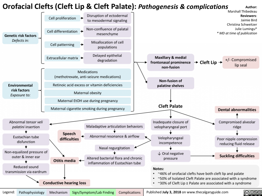 Orofacial Clefts (Cleft Lip & Cleft Palate) | Calgary Guide