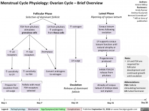 menstrual-cycle-physiology-ovarian-cycle-brief-overview
