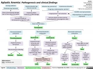 Aplastic Anemia: Pathogenesis and Clinical Findings | Calgary Guide