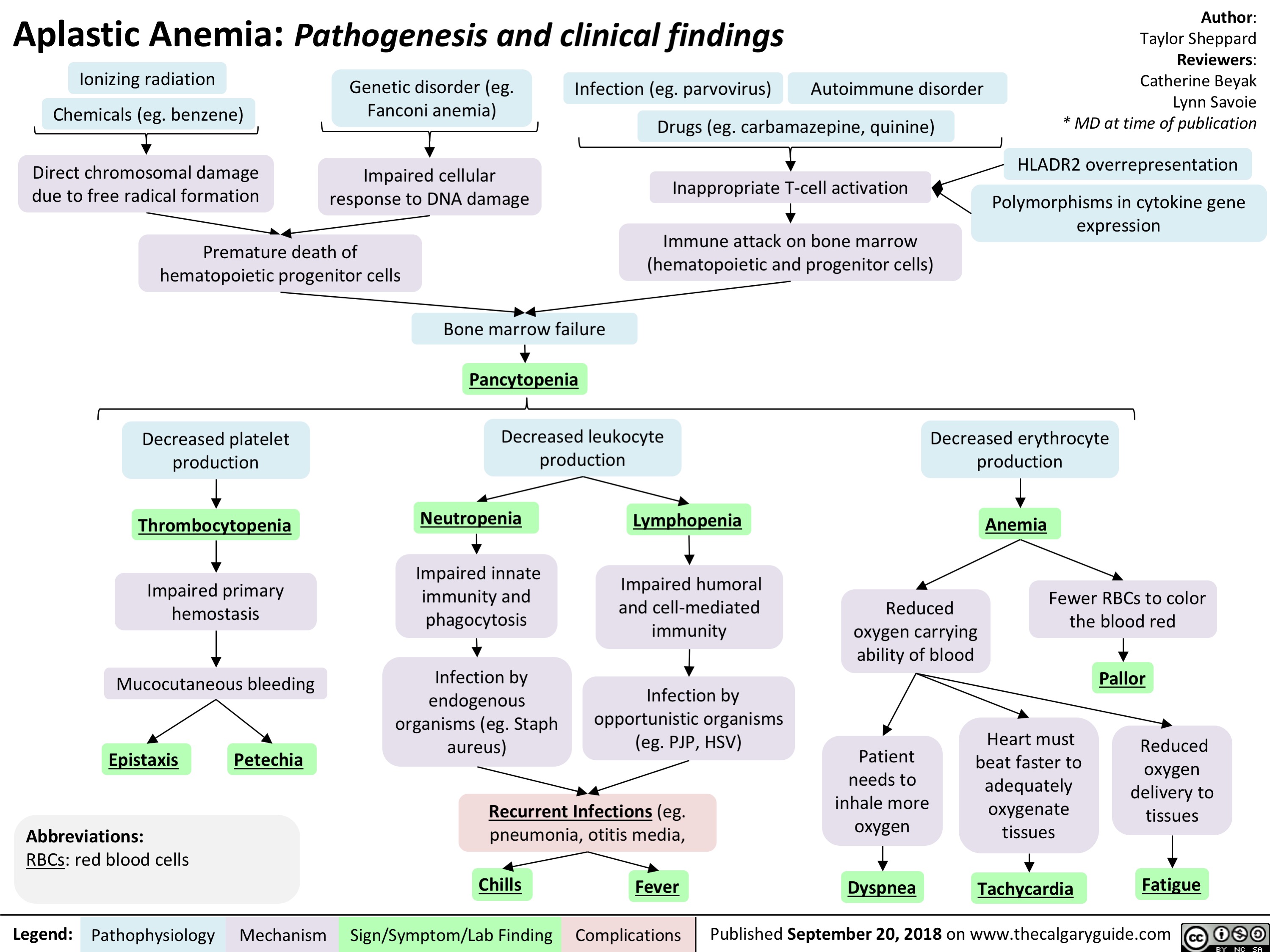 Aplastic Anemia Pathogenesis And Clinical Findings Calgary Guide | My ...