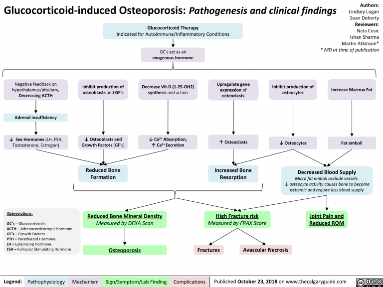 Glucocorticoid Induced Osteoporosis: Pathogenesis and Clinical Findings ...