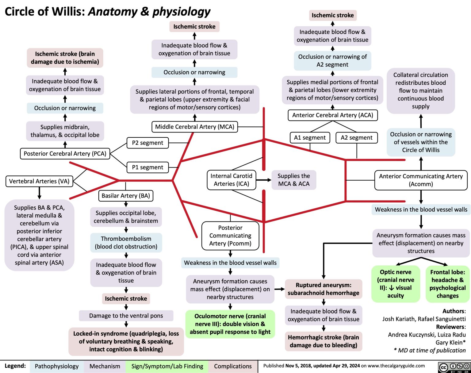 Circle of Willis: Anatomy and Physiology | Calgary Guide