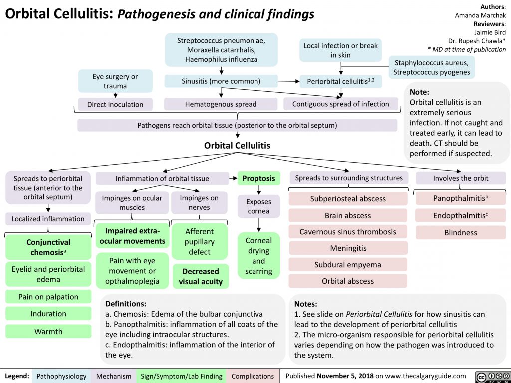 Orbital Cellulitis: Pathogenesis and Clinical Findings | Calgary Guide