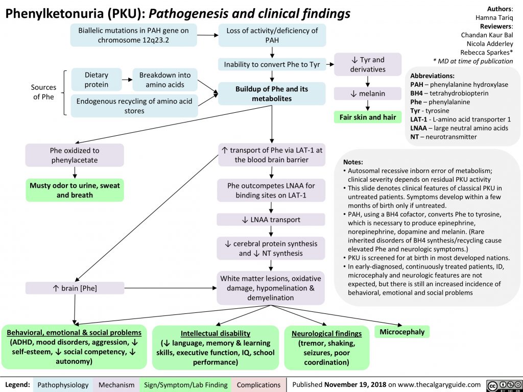 Phenylketonuria (PKU): Pathogenesis and clinical findings | Calgary Guide