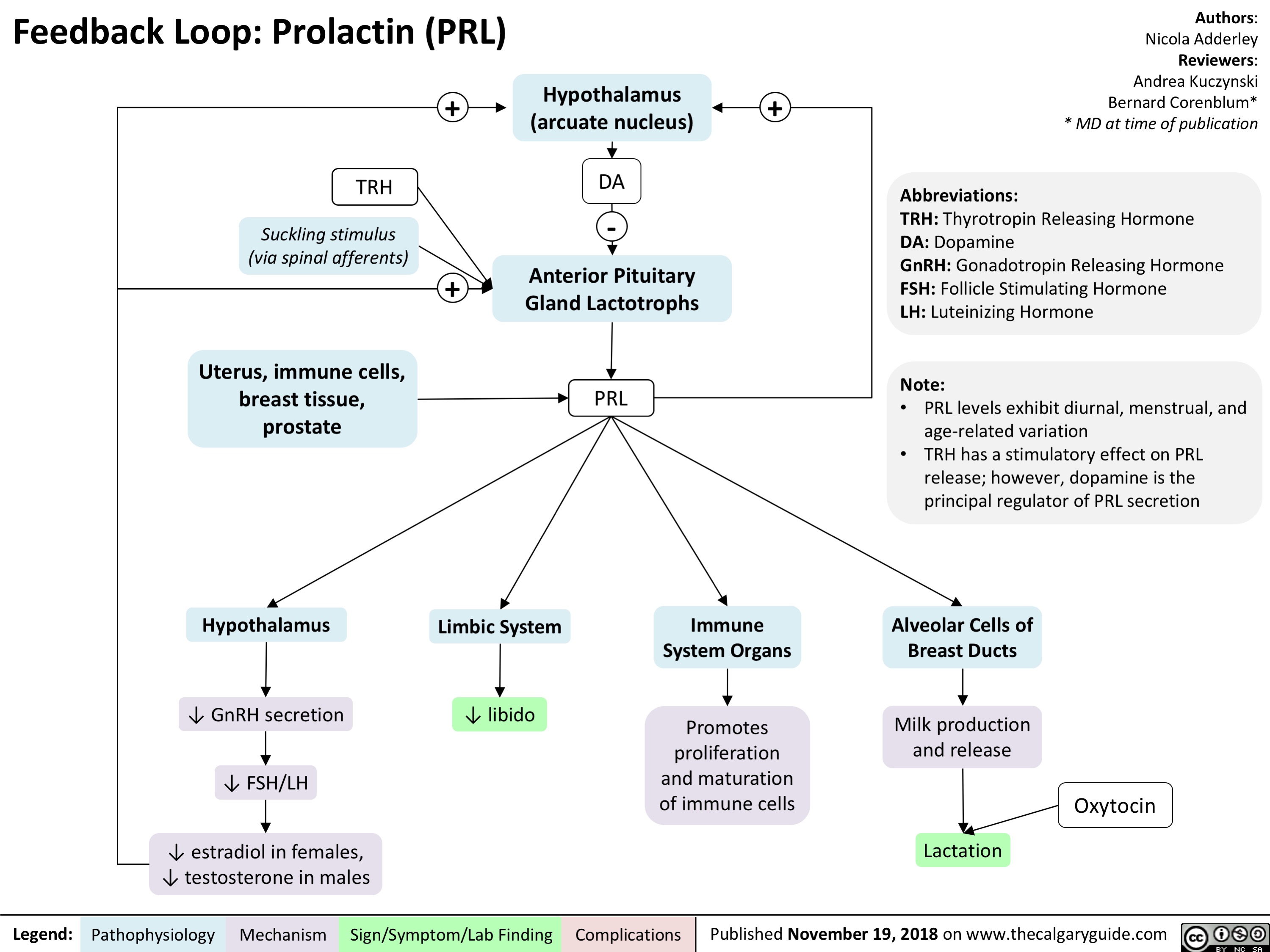 Feedback Loop Prolactin PRL Calgary Guide