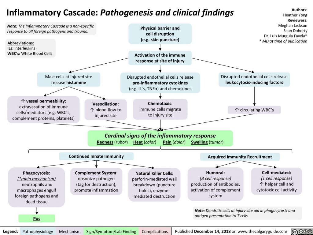 Inflammatory Cascade: Pathogenesis and Clinical Findings | Calgary Guide