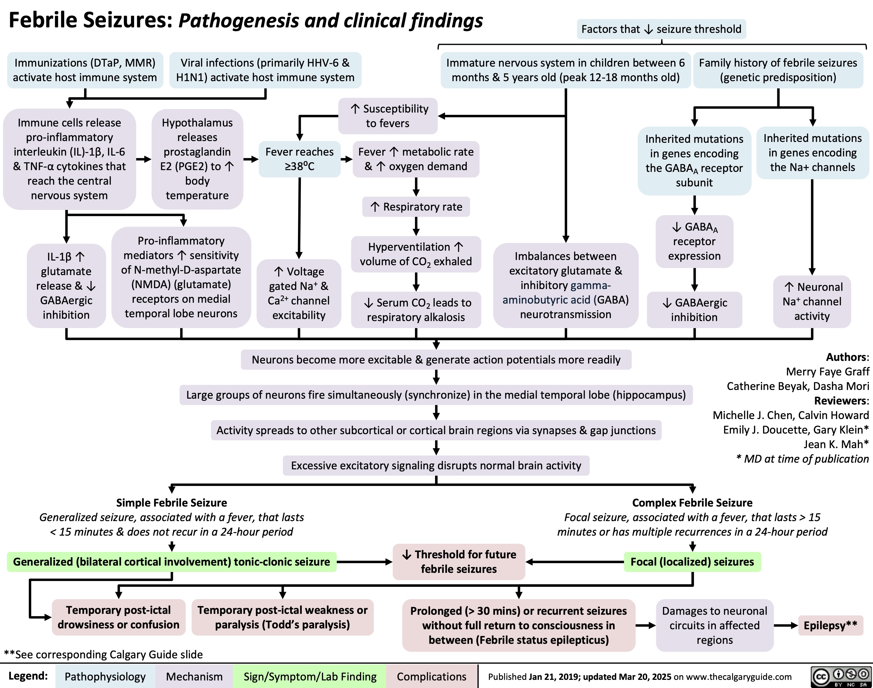Febrile Seizures: Pathogenesis and clinical findings
Factors that ↓ seizure threshold
      Immunizations (DTaP, MMR) activate host immune system
Immune cells release pro-inflammatory interleukin (IL)-1β, IL-6 & TNF-α cytokines that reach the central nervous system
Viral infections (primarily HHV-6 & H1N1) activate host immune system
Immature nervous system in children between 6 Family history of febrile seizures months & 5 years old (peak 12-18 months old) (genetic predisposition)
       Hypothalamus releases prostaglandin E2 (PGE2) to ↑ body temperature
Fever reaches ≥380C
↑ Voltage gated Na+ & Ca2+ channel excitability
↑ Susceptibility to fevers
Fever ↑ metabolic rate & ↑ oxygen demand
↑ Respiratory rate
Hyperventilation ↑ volume of CO2 exhaled
↓ Serum CO2 leads to respiratory alkalosis
Inherited mutations in genes encoding the GABAA receptor subunit
↓ GABAA receptor expression
↓ GABAergic inhibition
Inherited mutations in genes encoding the Na+ channels
             IL-1β ↑ glutamate release & ↓ GABAergic inhibition
Pro-inflammatory mediators ↑ sensitivity of N-methyl-D-aspartate (NMDA) (glutamate) receptors on medial temporal lobe neurons
Imbalances between excitatory glutamate & inhibitory gamma- aminobutyric acid (GABA) neurotransmission
↑ Neuronal Na+ channel activity
      Neurons become more excitable & generate action potentials more readily
Large groups of neurons fire simultaneously (synchronize) in the medial temporal lobe (hippocampus) Activity spreads to other subcortical or cortical brain regions via synapses & gap junctions Excessive excitatory signaling disrupts normal brain activity
Authors: Merry Faye Graff Catherine Beyak, Dasha Mori Reviewers: Michelle J. Chen, Calvin Howard Emily J. Doucette, Gary Klein* Jean K. Mah* * MD at time of publication
     Simple Febrile Seizure
Complex Febrile Seizure
Focal seizure, associated with a fever, that lasts > 15 minutes or has multiple recurrences in a 24-hour period
Generalized seizure, associated with a fever, that lasts < 15 minutes & does not recur in a 24-hour period
Generalized (bilateral cortical involvement) tonic-clonic seizure
Temporary post-ictal Temporary post-ictal weakness or
↓ Threshold for future febrile seizures
Prolonged (> 30 mins) or recurrent seizures without full return to consciousness in between (Febrile status epilepticus)
Focal (localized) seizures
Damages to neuronal circuits in affected regions
             drowsiness or confusion
**See corresponding Calgary Guide slide
paralysis (Todd’s paralysis)
Epilepsy**
 Legend:
 Pathophysiology
Mechanism
Sign/Symptom/Lab Finding
 Complications
 Published Jan 21, 2019; updated Mar 20, 2025 on www.thecalgaryguide.com
   