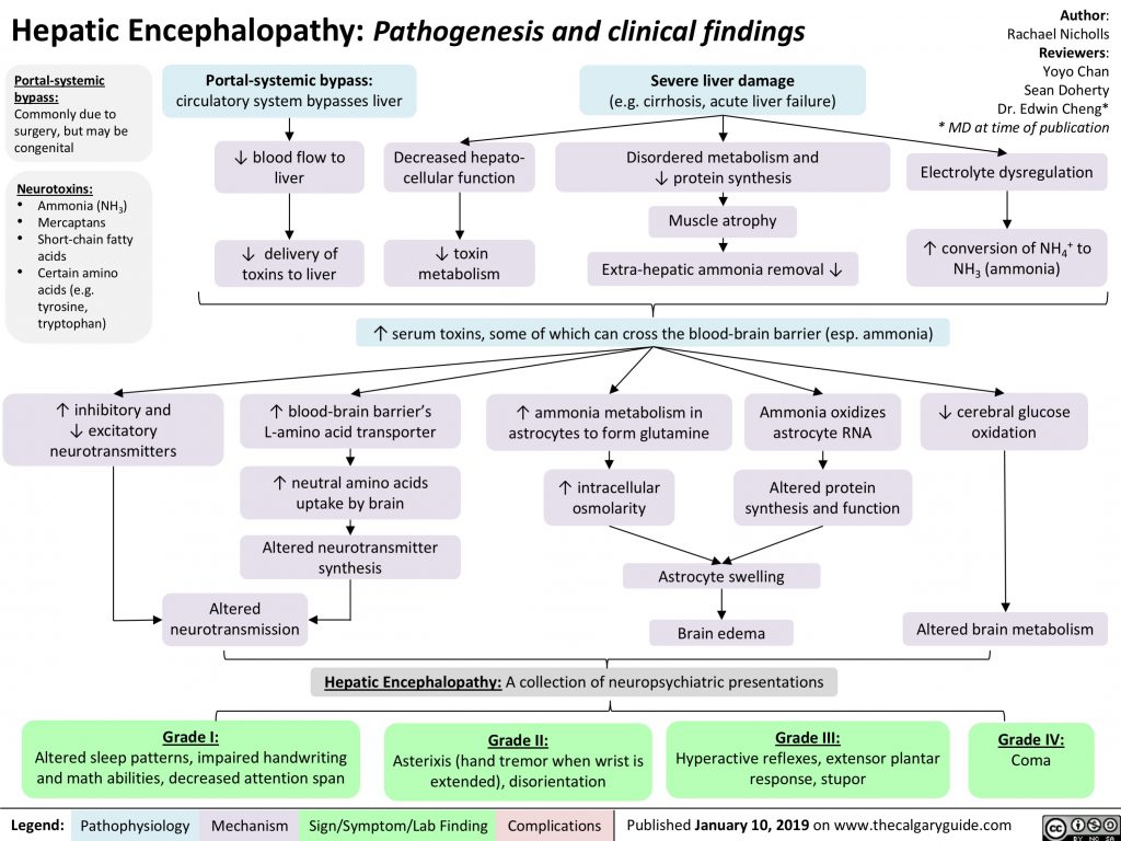 Hepatic Encephalopathy: Pathogenesis and Clinical Findings | Calgary Guide