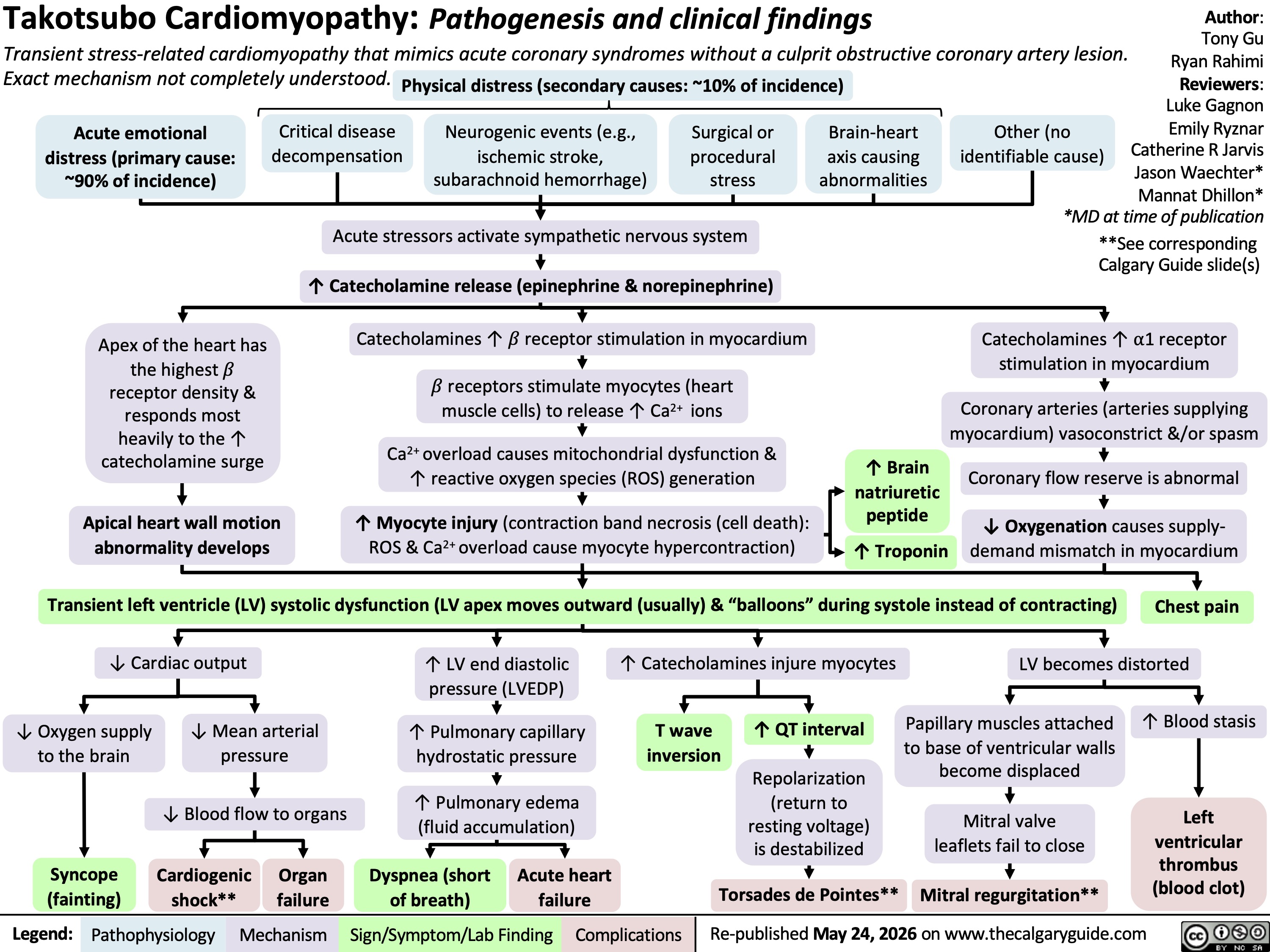 Takotsubo Cardiomyopathy: Pathogenesis and clinical findings
Transient stress-related cardiomyopathy that mimics acute coronary syndromes without a culprit obstructive coronary artery lesion.
Exact mechanism not completely understood.
Physical distress (secondary causes: ~10% of incidence)
Acute emotional
distress (primary cause:
~90% of incidence)
Critical disease
decompensation
Neurogenic events (e.g.,
ischemic stroke,
subarachnoid hemorrhage)
Surgical or
procedural
stress
Brain-heart
axis causing
abnormalities
Other (no
identifiable cause)
Acute stressors activate sympathetic nervous system
Author:
Tony Gu
Ryan Rahimi
Reviewers:
Luke Gagnon
Emily Ryznar
Catherine R Jarvis
Jason Waechter*
Mannat Dhillon*
*MD at time of publication
**See corresponding
Calgary Guide slide(s)
↑ Catecholamine release (epinephrine & norepinephrine)
Apex of the heart has
the highest 