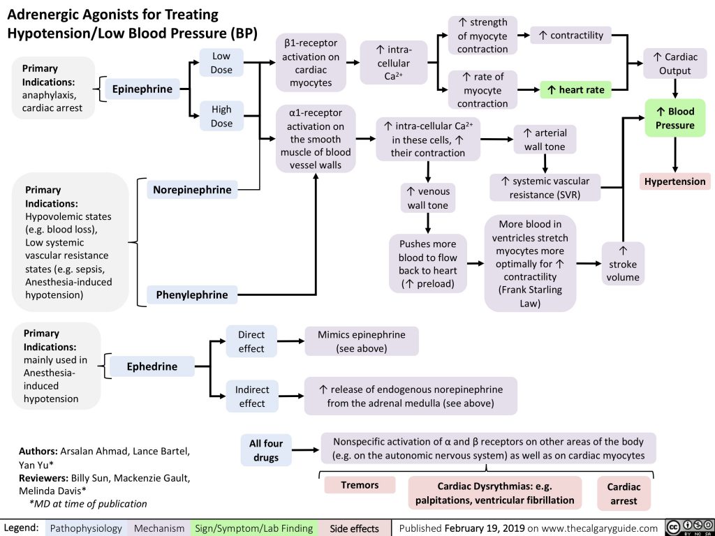 Adrenergic Agonists for Treating Hypotension/Low Blood Pressure ...