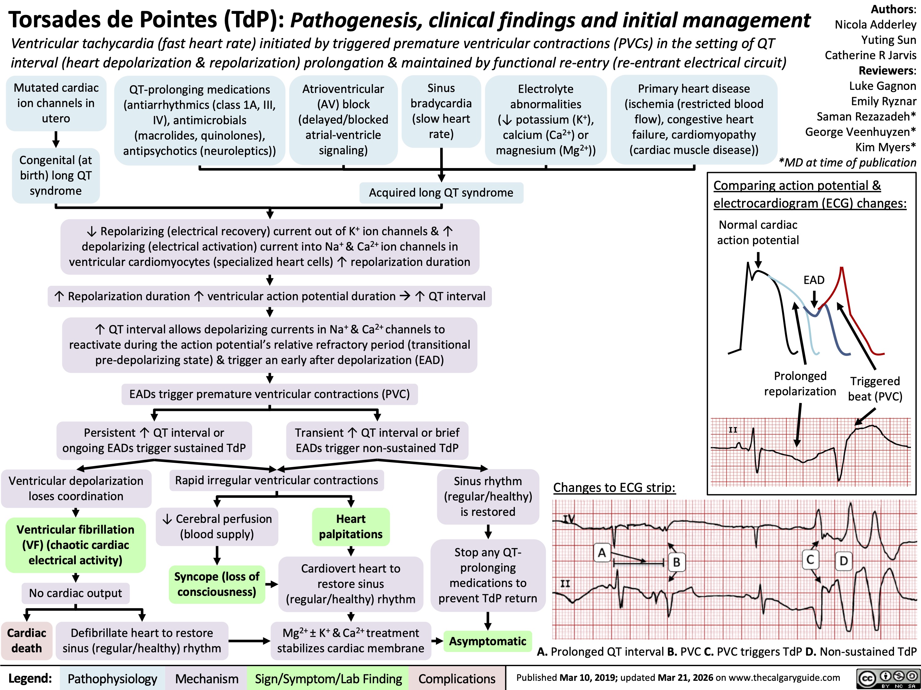 Authors:
Torsades de Pointes (TdP): Pathogenesis, clinical findings and initial management
Ventricular tachycardia (fast heart rate) initiated by triggered premature ventricular contractions (PVCs) in the setting of QT
interval (heart depolarization & repolarization) prolongation & maintained by functional re-entry (re-entrant electrical circuit)
Nicola Adderley
Yuting Sun
Catherine R Jarvis
Reviewers:
Mutated cardiac
ion channels in
utero
QT-prolonging medications
Atrioventricular
(antiarrhythmics (class 1A, III,
(AV) block
IV), antimicrobials
(delayed/blocked
(macrolides, quinolones),
atrial-ventricle
Sinus
bradycardia
(slow heart
rate)
Electrolyte
Primary heart disease
Luke Gagnon
abnormalities
(ischemia (restricted blood
Emily Ryznar
(↓ potassium (K+),
flow), congestive heart
Saman Rezazadeh*
calcium (Ca2+) or
failure, cardiomyopathy
George Veenhuyzen*
antipsychotics (neuroleptics))
signaling)
magnesium (Mg2+))
(cardiac muscle disease))
Kim Myers*
Congenital (at
*MD at time of publication
birth) long QT
syndrome
Acquired long QT syndrome
Comparing action potential &
electrocardiogram (ECG) changes:
Normal cardiac
↓ Repolarizing (electrical recovery) current out of K+ ion channels & ↑
action potential
depolarizing (electrical activation) current into Na+ & Ca2+ ion channels in
ventricular cardiomyocytes (specialized heart cells) ↑ repolarization duration
EAD
↑ Repolarization duration ↑ ventricular action potential duration à ↑ QT interval
↑ QT interval allows depolarizing currents in Na+ & Ca2+ channels to
reactivate during the action potential’s relative refractory period (transitional
pre-depolarizing state) & trigger an early after depolarization (EAD)
EADs trigger premature ventricular contractions (PVC)
Prolonged
repolarization
Triggered
beat (PVC)
Persistent ↑ QT interval or
ongoing EADs trigger sustained TdP
Transient ↑ QT interval or brief
EADs trigger non-sustained TdP
Ventricular depolarization
loses coordination
Rapid irregular ventricular contractions
Sinus rhythm
(regular/healthy)
is restored
Changes to ECG strip:
Ventricular fibrillation
(VF) (chaotic cardiac
electrical activity)
↓ Cerebral perfusion
(blood supply)
Heart
palpitations
No cardiac output
Syncope (loss of
consciousness)
Cardiovert heart to
restore sinus
(regular/healthy) rhythm
Stop any QT-
prolonging
medications to
prevent TdP return
Cardiac
death
Defibrillate heart to restore
sinus (regular/healthy) rhythm
Mg2+ ± K+ & Ca2+ treatment
stabilizes cardiac membrane
Asymptomatic
A. Prolonged QT interval B. PVC C. PVC triggers TdP D. Non-sustained TdP
Legend: Pathophysiology Mechanism
Complications
Published Mar 10, 2019; updated Mar 21, 2026 on www.thecalgaryguide.com
Sign/Symptom/Lab Finding 
