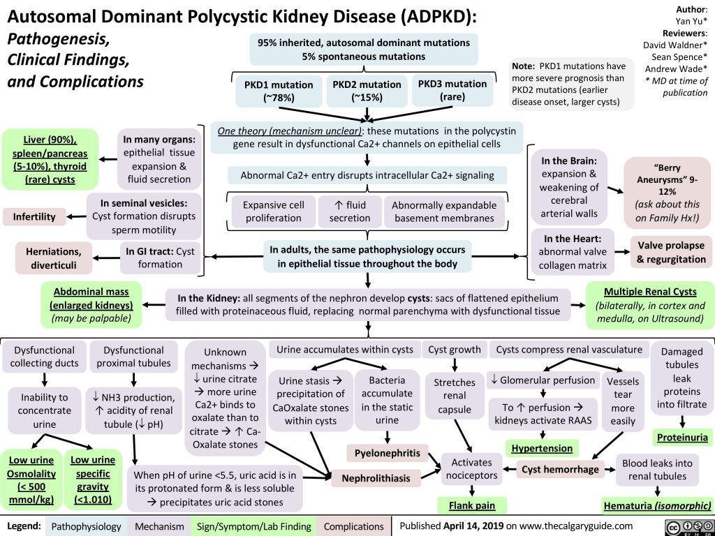 autosomal-dominant-polycystic-kidney-disease-pacs