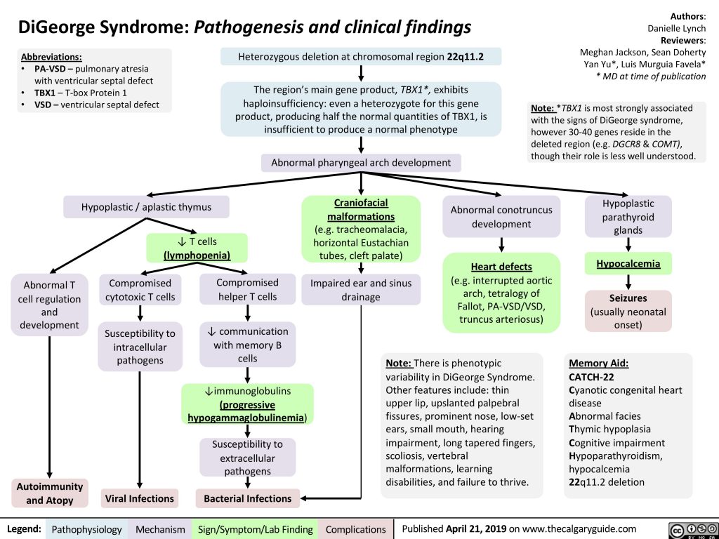 DiGeorge Syndrome: Pathogenesis and Clinical Findings | Calgary Guide