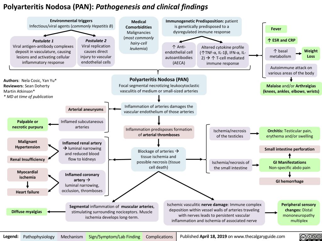 Polyarteritis Nodosa (PAN): Pathogenesis And Clinical Findings ...