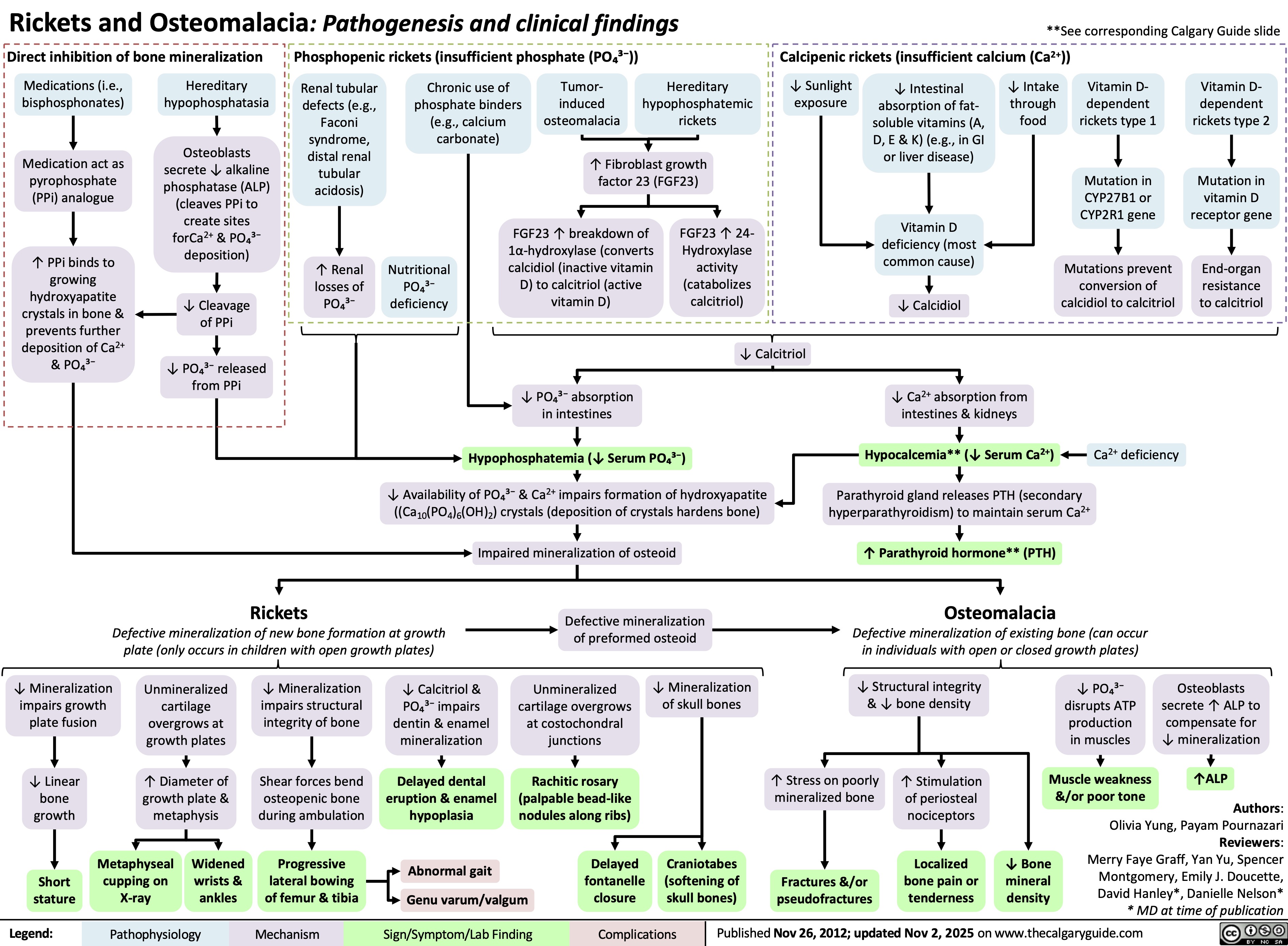 Nutritional
PO₄³⁻
deficiency
Rickets and Osteomalacia: Pathogenesis and clinical findings
**See corresponding Calgary Guide slide
Direct inhibition of bone mineralization
Phosphopenic rickets (insufficient phosphate (PO₄³⁻))
Medications (i.e.,
bisphosphonates)
Hereditary
hypophosphatasia
Medication act as
pyrophosphate
(PPi) analogue
Renal tubular
defects (e.g.,
Faconi
syndrome,
distal renal
tubular
acidosis)
Chronic use of
Tumor-
phosphate binders
induced
(e.g., calcium
osteomalacia
carbonate)
Hereditary
hypophosphatemic
rickets
Calcipenic rickets (insufficient calcium (Ca2+))
↓ Sunlight
exposure
↓ Intestinal
absorption of fat-
soluble vitamins (A,
D, E & K) (e.g., in GI
or liver disease)
↓ Intake
through
food
Vitamin D-
dependent
rickets type 1
Vitamin D-
dependent
rickets type 2
Osteoblasts
secrete ↓ alkaline
phosphatase (ALP)
(cleaves PPi to
create sites
forCa2+ & PO₄³⁻
deposition)
↑ Fibroblast growth
factor 23 (FGF23)
Mutation in
CYP27B1 or
CYP2R1 gene
Mutation in
vitamin D
receptor gene
↑ PPi binds to
growing
hydroxyapatite
crystals in bone &
prevents further
deposition of Ca2+
& PO₄³⁻
↑ Renal
losses of
PO₄³⁻
FGF23 ↑ breakdown of
FGF23 ↑ 24-
1α-hydroxylase (converts
Hydroxylase
Vitamin D
deficiency (most
common cause)
calcidiol (inactive vitamin
activity
D) to calcitriol (active
(catabolizes
calcitriol)
vitamin D) ↓ Calcidiol
Mutations prevent
conversion of
calcidiol to calcitriol
End-organ
resistance
to calcitriol
↓ Cleavage
of PPi
↓ Calcitriol
↓ PO₄³⁻ released
from PPi
↓ PO₄³⁻ absorption
in intestines
↓ Ca2+ absorption from
intestines & kidneys
Hypophosphatemia (↓ Serum PO₄³⁻)
Hypocalcemia** (↓ Serum Ca2+)
Ca2+ deficiency
↓ Availability of PO₄³⁻ & Ca2+ impairs formation of hydroxyapatite
((Ca10(PO4)6(OH)2) crystals (deposition of crystals hardens bone)
Parathyroid gland releases PTH (secondary
hyperparathyroidism) to maintain serum Ca2+
Impaired mineralization of osteoid
↑ Parathyroid hormone** (PTH)
Rickets
Defective mineralization of new bone formation at growth
plate (only occurs in children with open growth plates)
Defective mineralization
of preformed osteoid
Osteomalacia
Defective mineralization of existing bone (can occur
in individuals with open or closed growth plates)
Unmineralized
cartilage
overgrows at
growth plates
↓ Mineralization
impairs structural
integrity of bone
↓ Calcitriol &
PO₄³⁻ impairs
dentin & enamel
mineralization
Unmineralized
cartilage overgrows
at costochondral
junctions
↓ Mineralization
of skull bones
↓ Structural integrity
& ↓ bone density
↓ PO₄³⁻
disrupts ATP
production
in muscles
Osteoblasts
secrete ↑ ALP to
compensate for
↓ mineralization
↑ Diameter of
growth plate &
metaphysis
Shear forces bend
osteopenic bone
during ambulation
Delayed dental
eruption & enamel
hypoplasia
Rachitic rosary
(palpable bead-like
nodules along ribs)
↑ Stress on poorly
mineralized bone
↑ Stimulation
of periosteal
nociceptors
Muscle weakness
&/or poor tone
↑ALP
Metaphyseal
cupping on
X-ray
Widened
wrists &
ankles
Progressive
lateral bowing
of femur & tibia
Abnormal gait
Genu varum/valgum
Delayed
fontanelle
closure
Craniotabes
(softening of
skull bones)
Fractures &/or
pseudofractures
Localized
bone pain or
tenderness
↓ Bone
mineral
density
Authors:
Olivia Yung, Payam Pournazari
Reviewers:
Merry Faye Graff, Yan Yu, Spencer
Montgomery, Emily J. Doucette,
David Hanley*, Danielle Nelson*
* MD at time of publication
Sign/Symptom/Lab Finding Complications
Published Nov 26, 2012; updated Nov 2, 2025 on www.thecalgaryguide.com
↓ Mineralization
impairs growth
plate fusion
↓ Linear
bone
growth
Short
stature
Legend: Pathophysiology Mechanism
