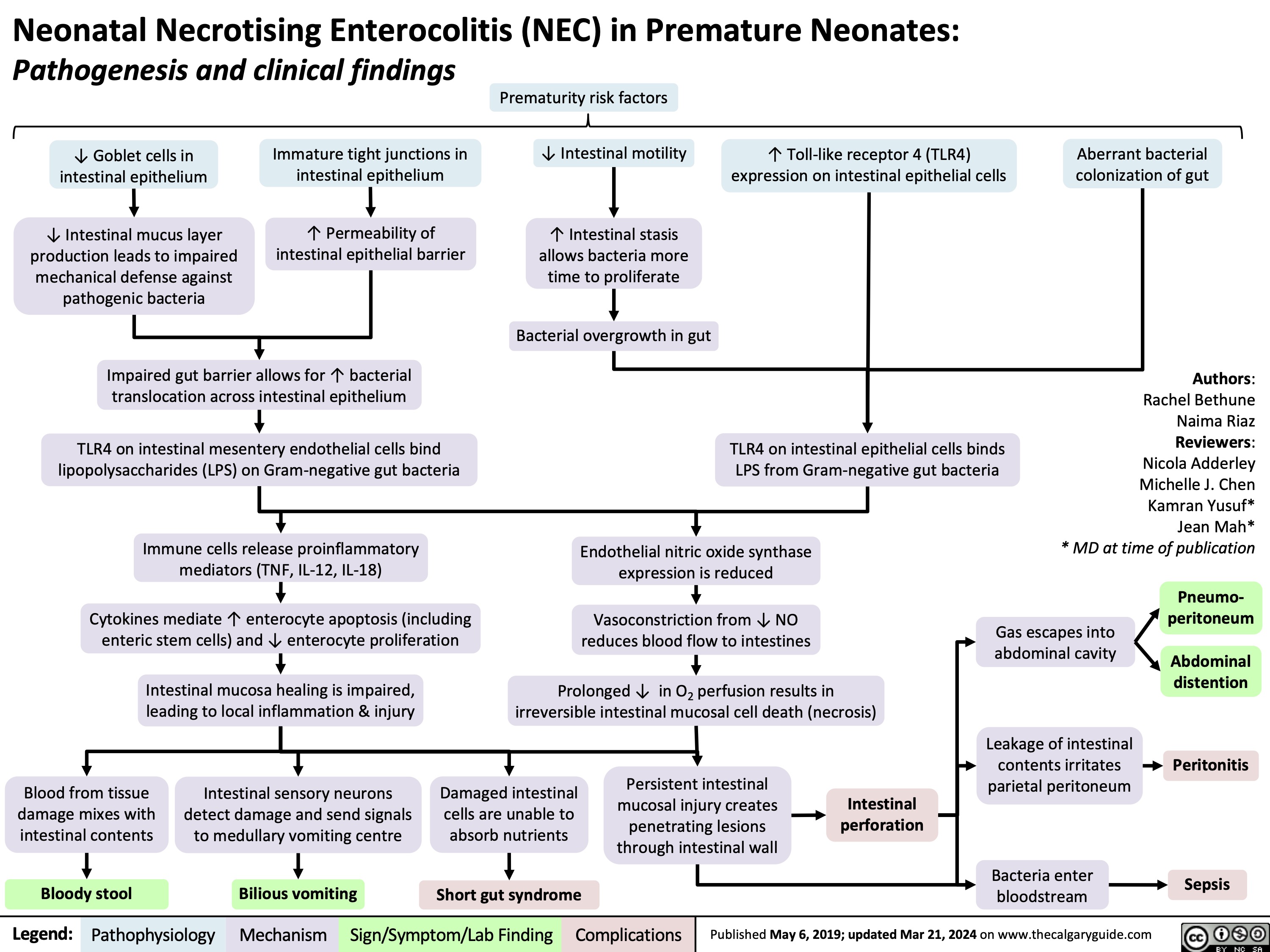 Neonatal Necrotising Enterocolitis (NEC) in Premature Neonates:
Pathogenesis and clinical findings
Prematurity risk factors ↓ Intestinal motility
↑ Intestinal stasis allows bacteria more time to proliferate
Bacterial overgrowth in gut
       ↓ Goblet cells in intestinal epithelium
↓ Intestinal mucus layer production leads to impaired mechanical defense against pathogenic bacteria
Immature tight junctions in intestinal epithelium
↑ Permeability of intestinal epithelial barrier
↑ Toll-like receptor 4 (TLR4) expression on intestinal epithelial cells
Aberrant bacterial colonization of gut
          Impaired gut barrier allows for ↑ bacterial translocation across intestinal epithelium
TLR4 on intestinal mesentery endothelial cells bind lipopolysaccharides (LPS) on Gram-negative gut bacteria
Immune cells release proinflammatory mediators (TNF, IL-12, IL-18)
Cytokines mediate ↑ enterocyte apoptosis (including enteric stem cells) and ↓ enterocyte proliferation
Intestinal mucosa healing is impaired, leading to local inflammation & injury
TLR4 on intestinal epithelial cells binds LPS from Gram-negative gut bacteria
Authors: Rachel Bethune Naima Riaz Reviewers: Nicola Adderley Michelle J. Chen Kamran Yusuf* Jean Mah* * MD at time of publication
      Endothelial nitric oxide synthase expression is reduced
Vasoconstriction from ↓ NO reduces blood flow to intestines
Prolonged ↓ in O2 perfusion results in irreversible intestinal mucosal cell death (necrosis)
Gas escapes into abdominal cavity
Leakage of intestinal contents irritates parietal peritoneum
Bacteria enter bloodstream
Pneumo- peritoneum
Abdominal distention
Peritonitis
Sepsis
                 Blood from tissue damage mixes with intestinal contents
Bloody stool
Intestinal sensory neurons detect damage and send signals to medullary vomiting centre
Bilious vomiting
Damaged intestinal cells are unable to absorb nutrients
Short gut syndrome
Persistent intestinal mucosal injury creates penetrating lesions through intestinal wall
Intestinal perforation
         Legend:
 Pathophysiology
 Mechanism
Sign/Symptom/Lab Finding
 Complications
 Published May 6, 2019; updated Mar 21, 2024 on www.thecalgaryguide.com
  