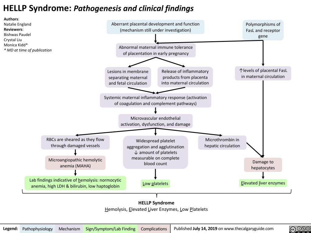 HELLP Syndrome: Pathogenesis and clinical findings | Calgary Guide