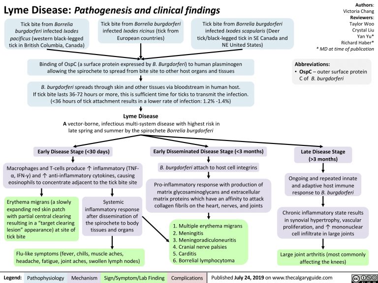 Lyme Disease: Pathogenesis and Clinical Findings | Calgary Guide