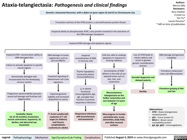 Ataxia Telangiectasia: Pathogenesis and Clinical Findings | Calgary Guide