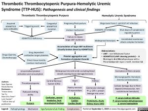 Thrombotic Thrombocytopenic Purpura-Hemolytic Uremic Syndrome (TTP-HUS): Pathogenesis and clinical findings
