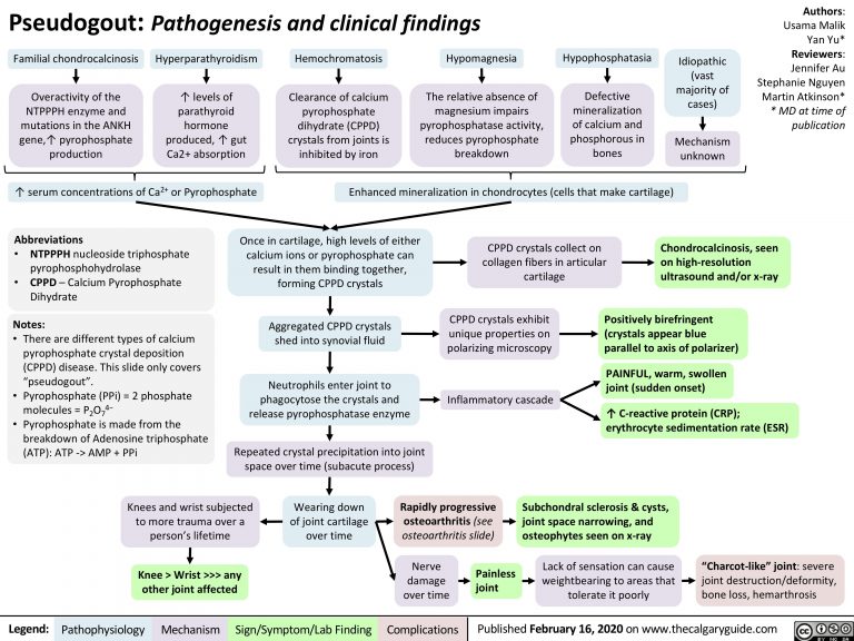 Pseudogout: pathogenesis and clinical findings | Calgary Guide