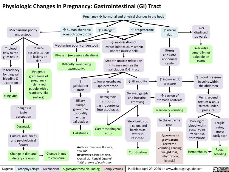 Gastrointestinal (GI) changes during pregnancy | Calgary Guide