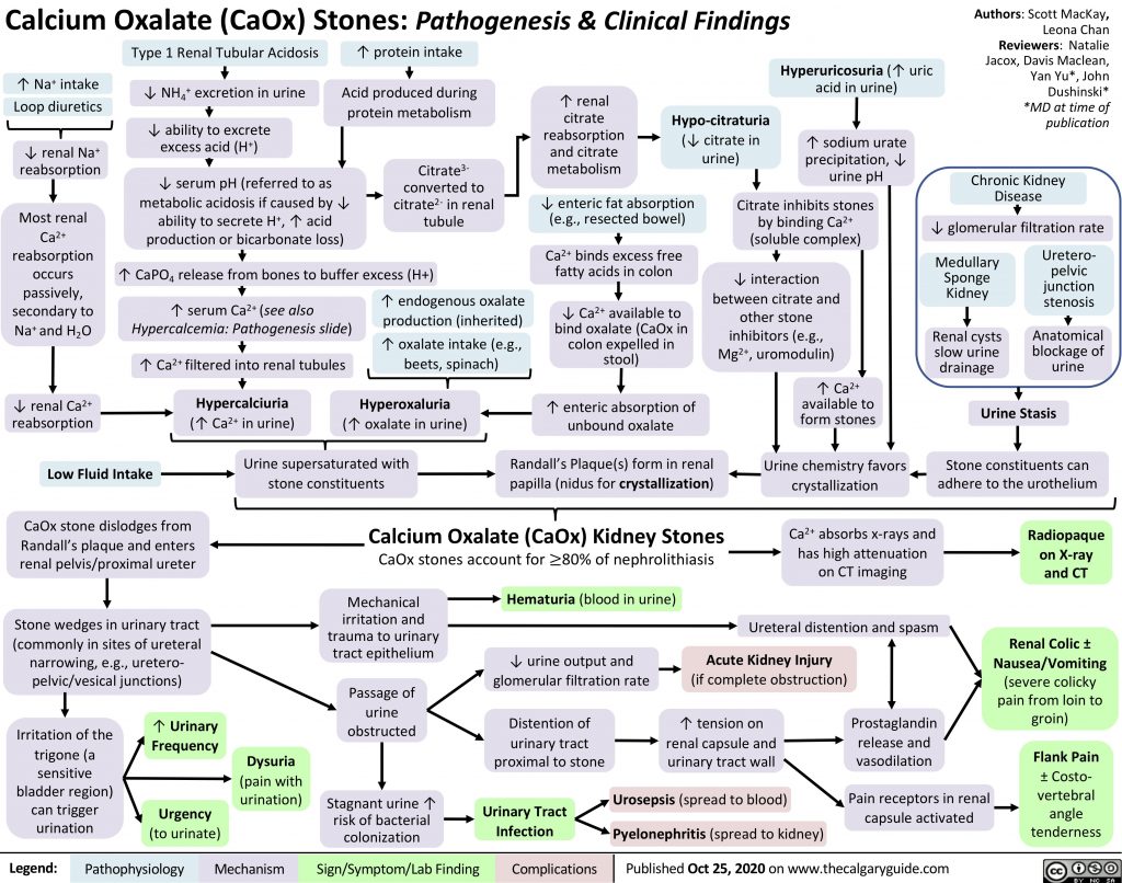 Calcium Oxalate Kidney Stones Calgary Guide