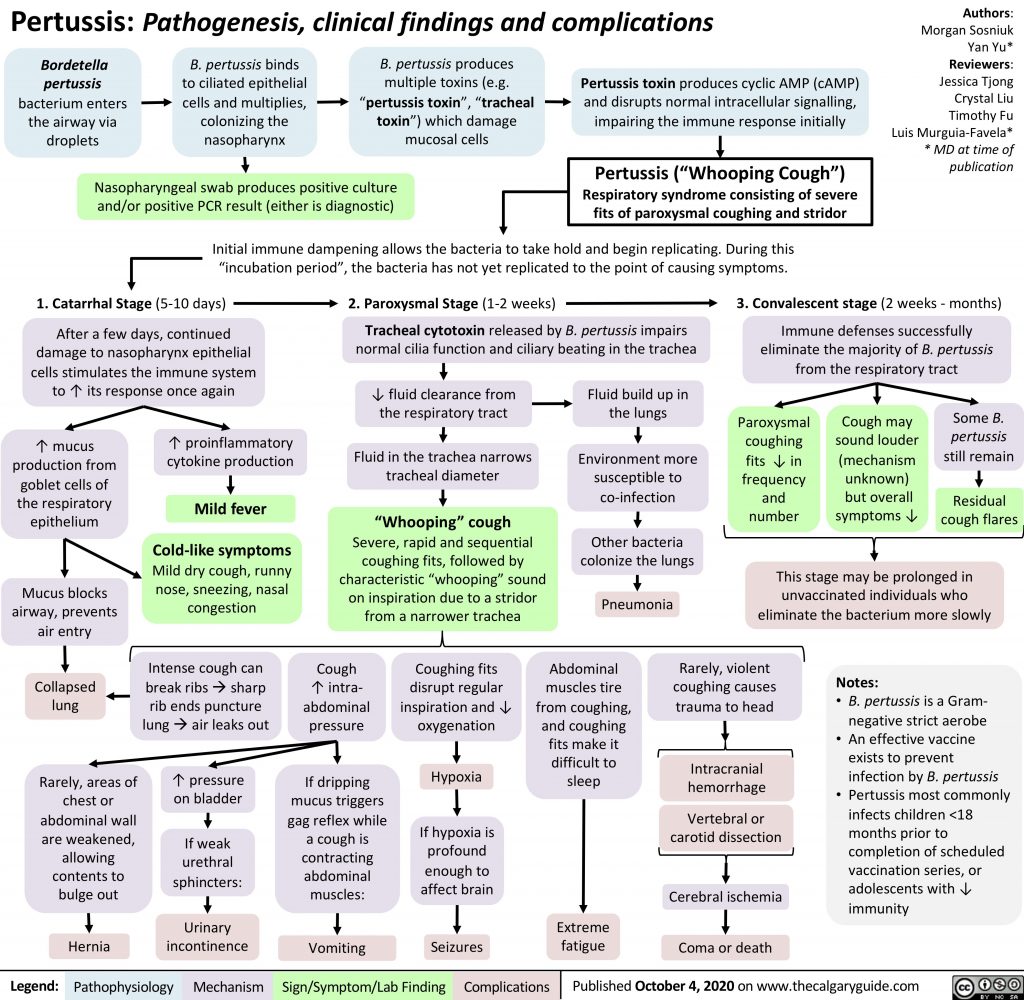 Pertussis Pathogenesis Clinical Findings And Complications Calgary Guide